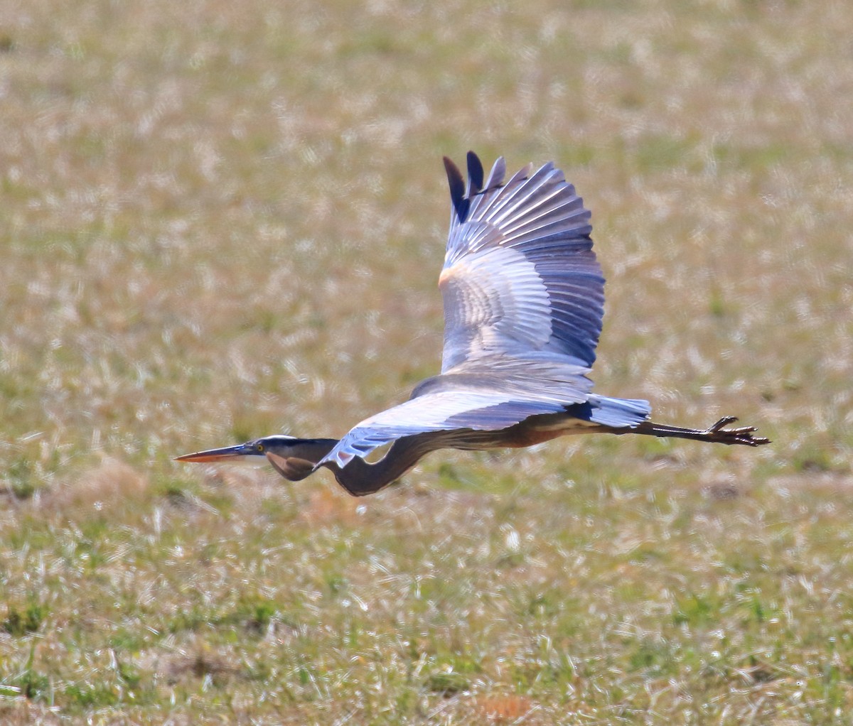 Great Blue Heron - ML314390871