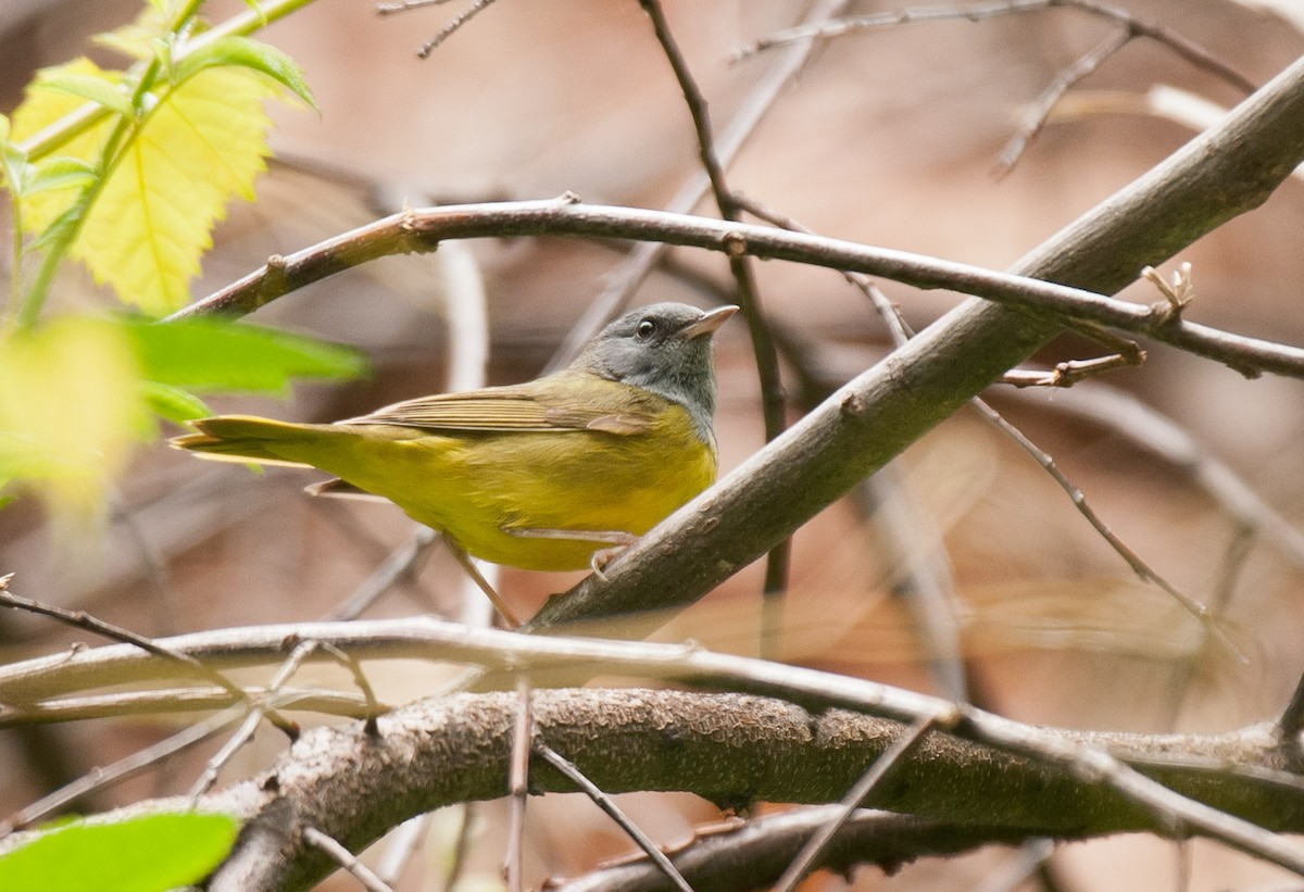 Graukopf-Waldsänger - ML314391031