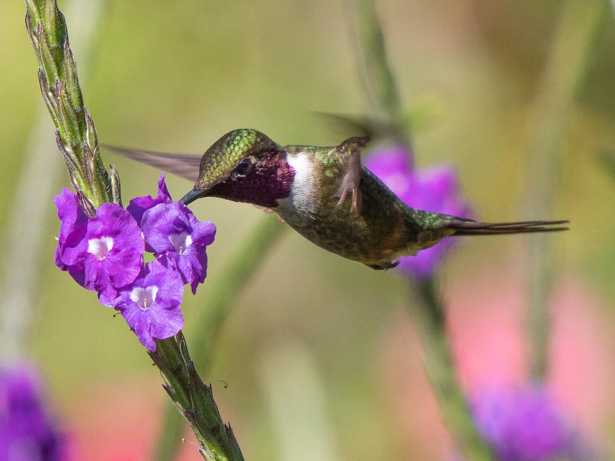 Violettkehl-Sternkolibri - ML314392731