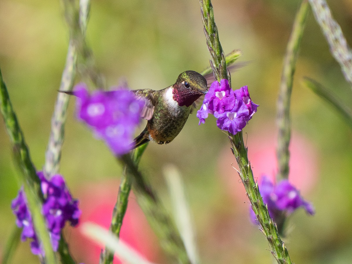 Colibrí Magenta - ML314392761