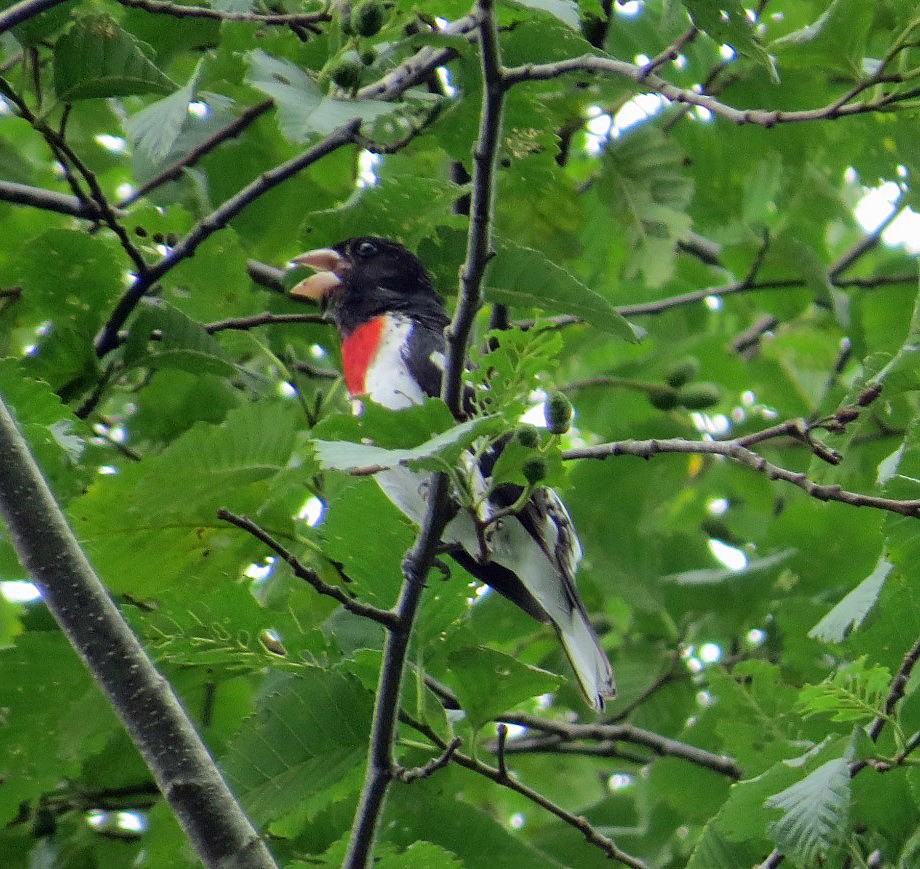 Rose-breasted Grosbeak - ML31439341