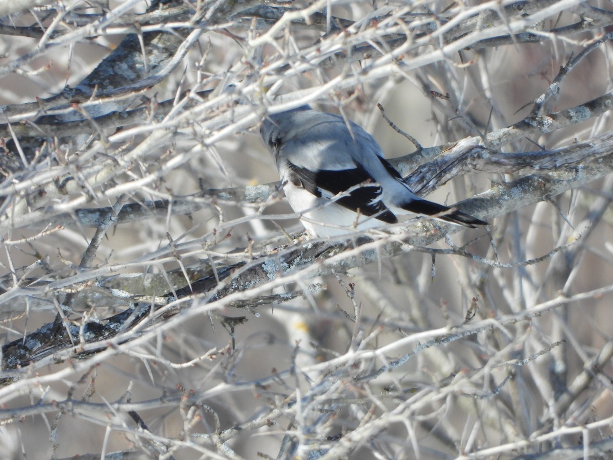 Northern Shrike - ML314393661