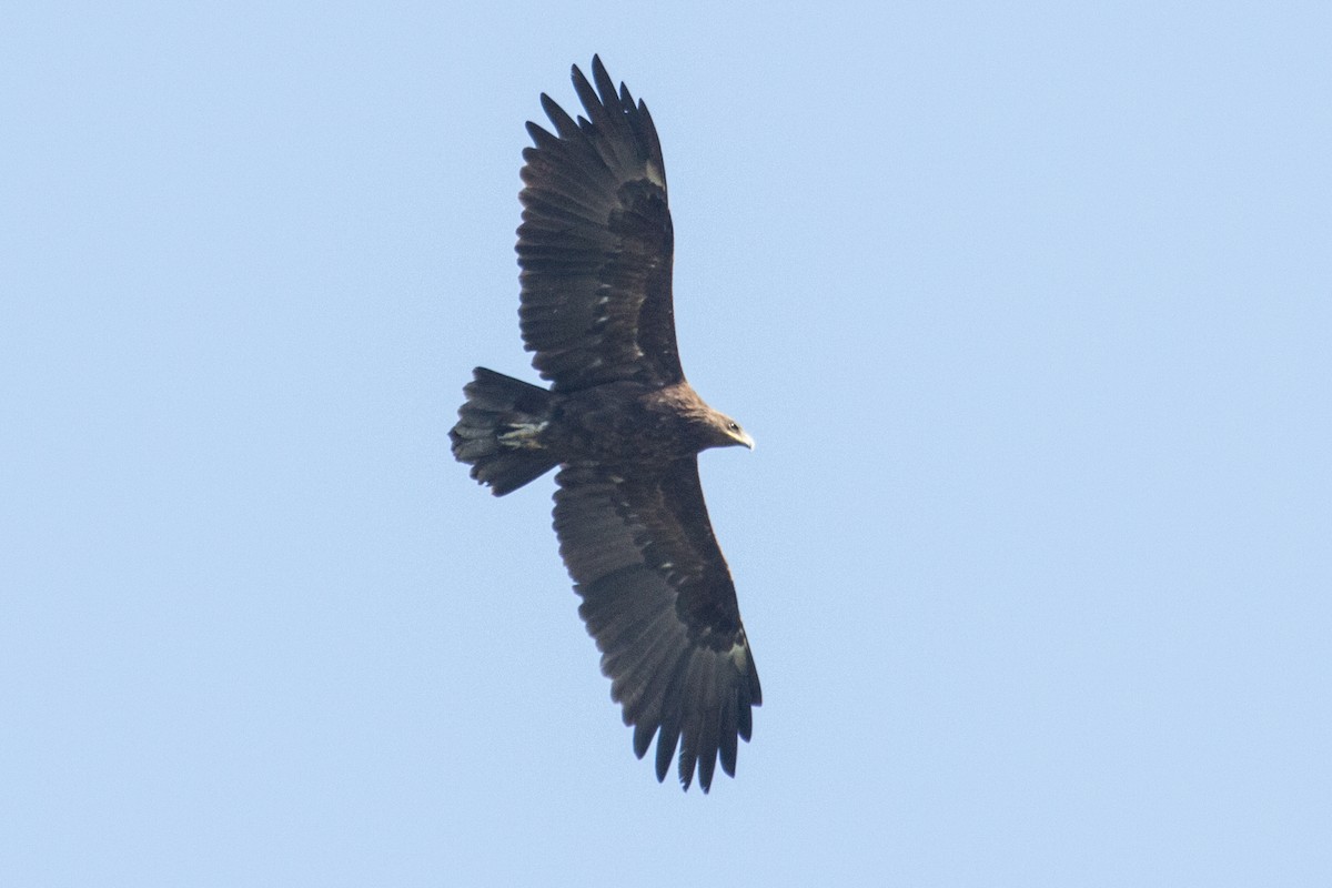 Бор бүргэд - ML314394091