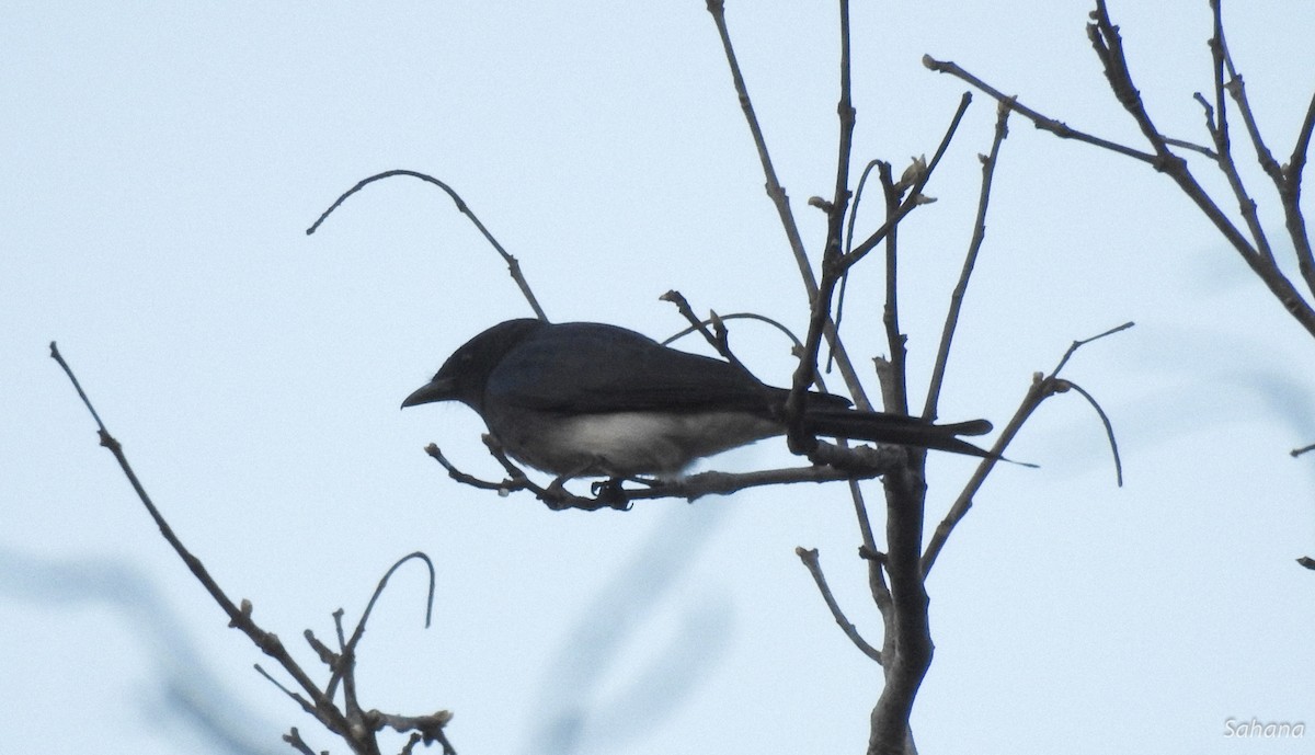 White-bellied Drongo - ML314394901