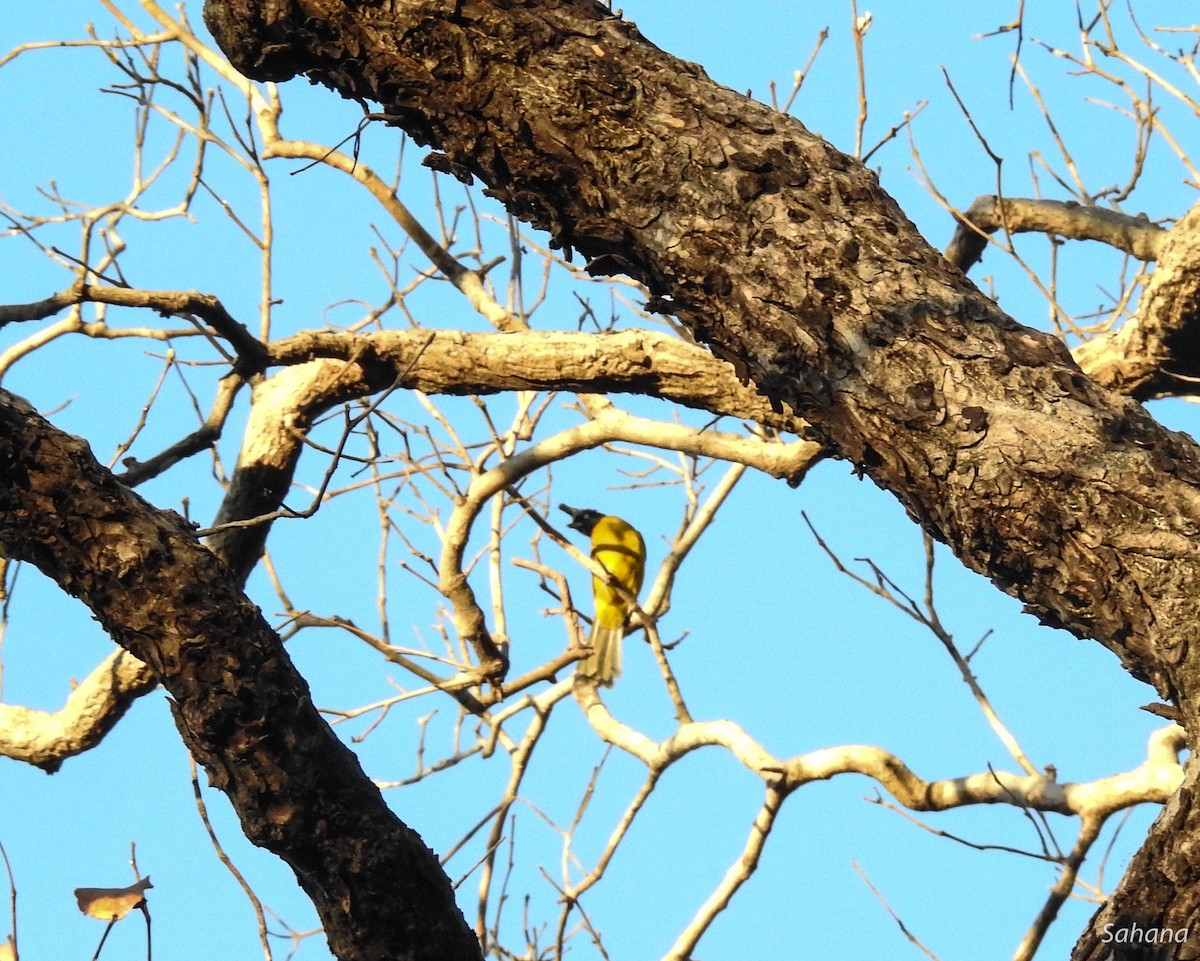 Black-crested Bulbul - ML314395341