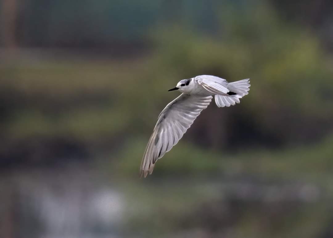 Whiskered Tern - ML314395911