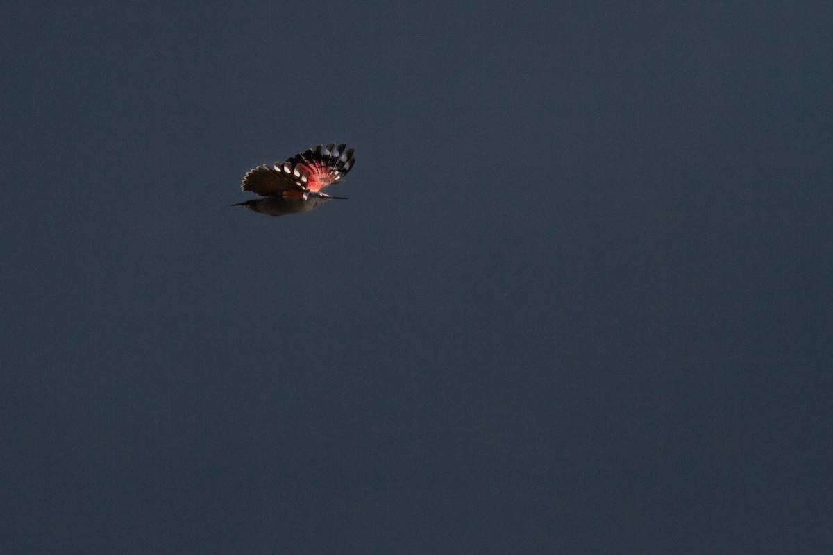 Wallcreeper - Frédéric Bacuez