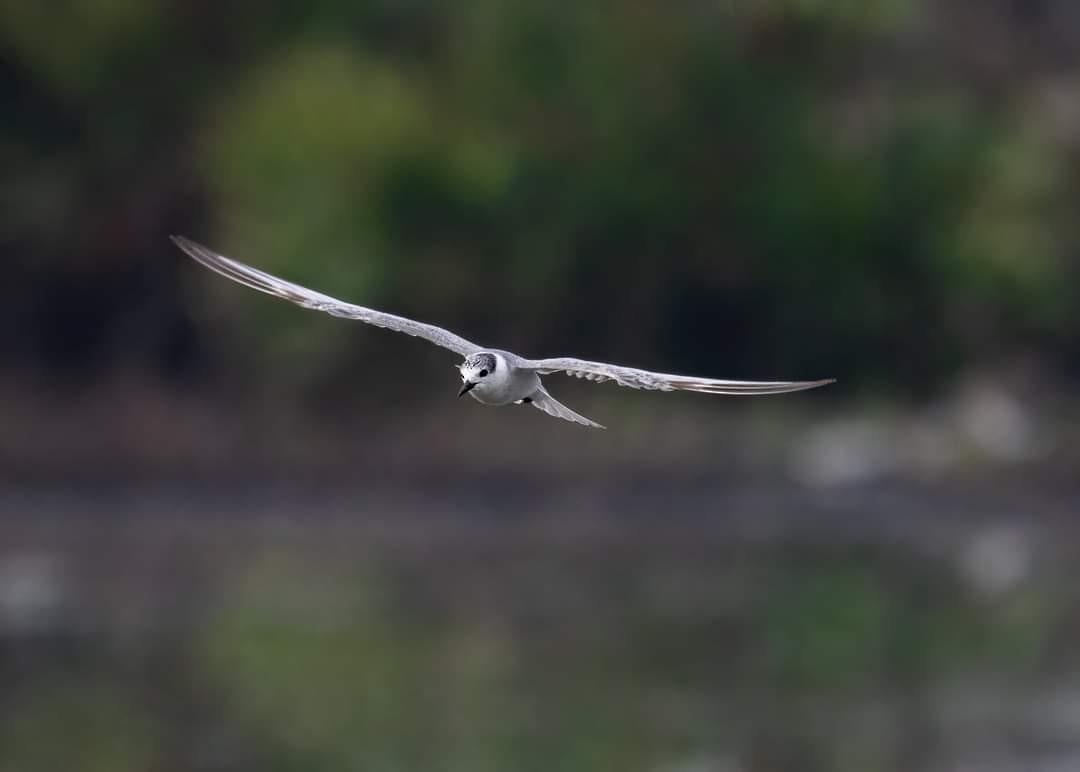 Whiskered Tern - ML314395941