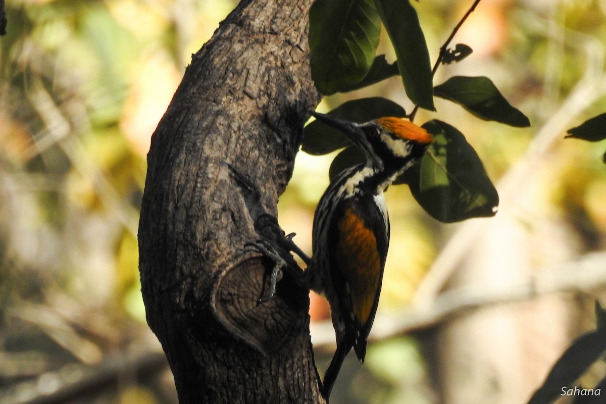 White-naped Woodpecker - ML314396331