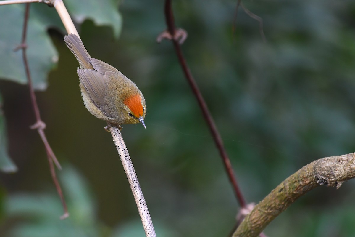 Rufous-capped Babbler - Cheng-Ru Tsai