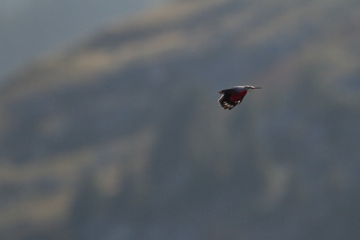 Wallcreeper - Frédéric Bacuez