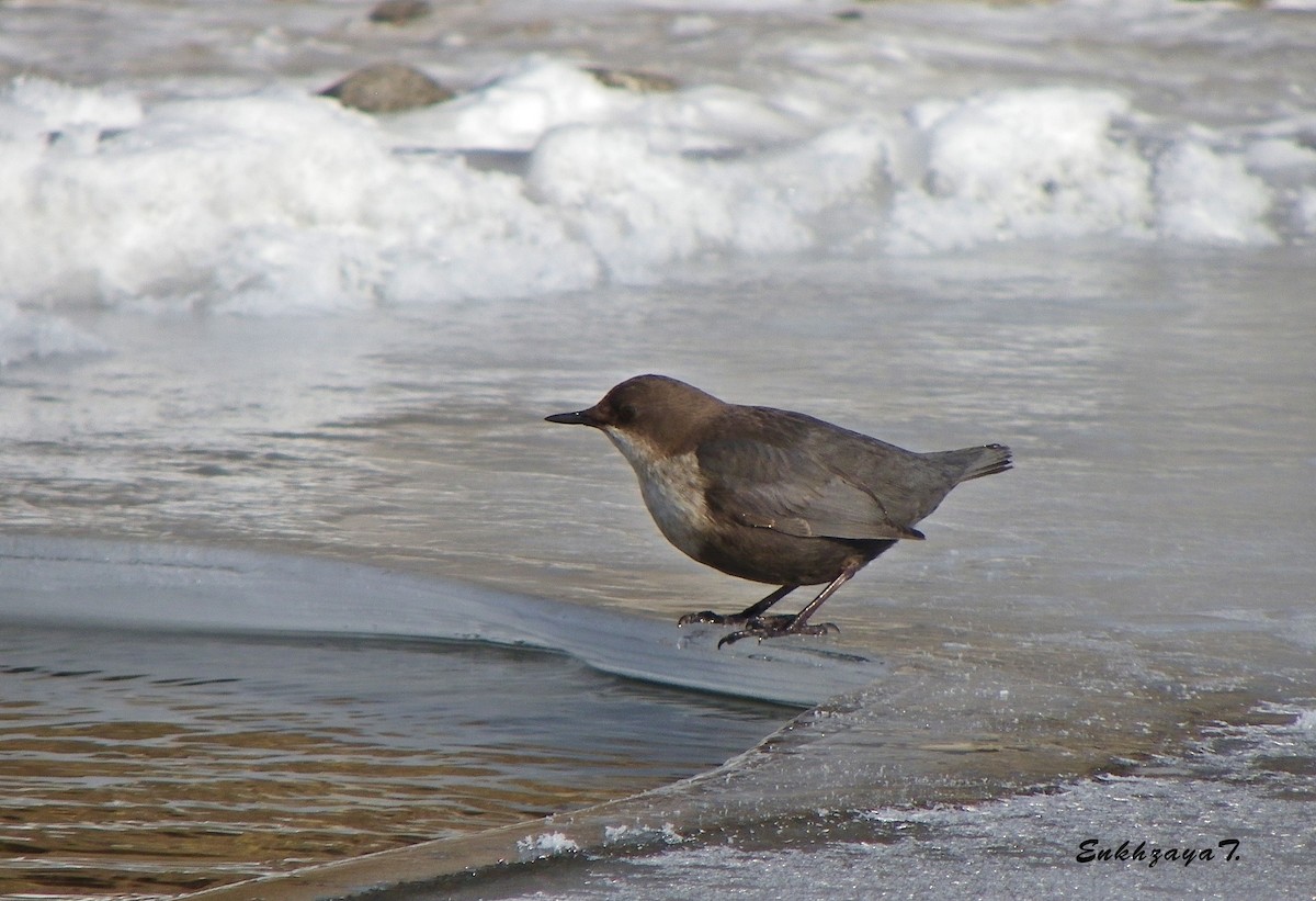 White-throated Dipper - ML314398441