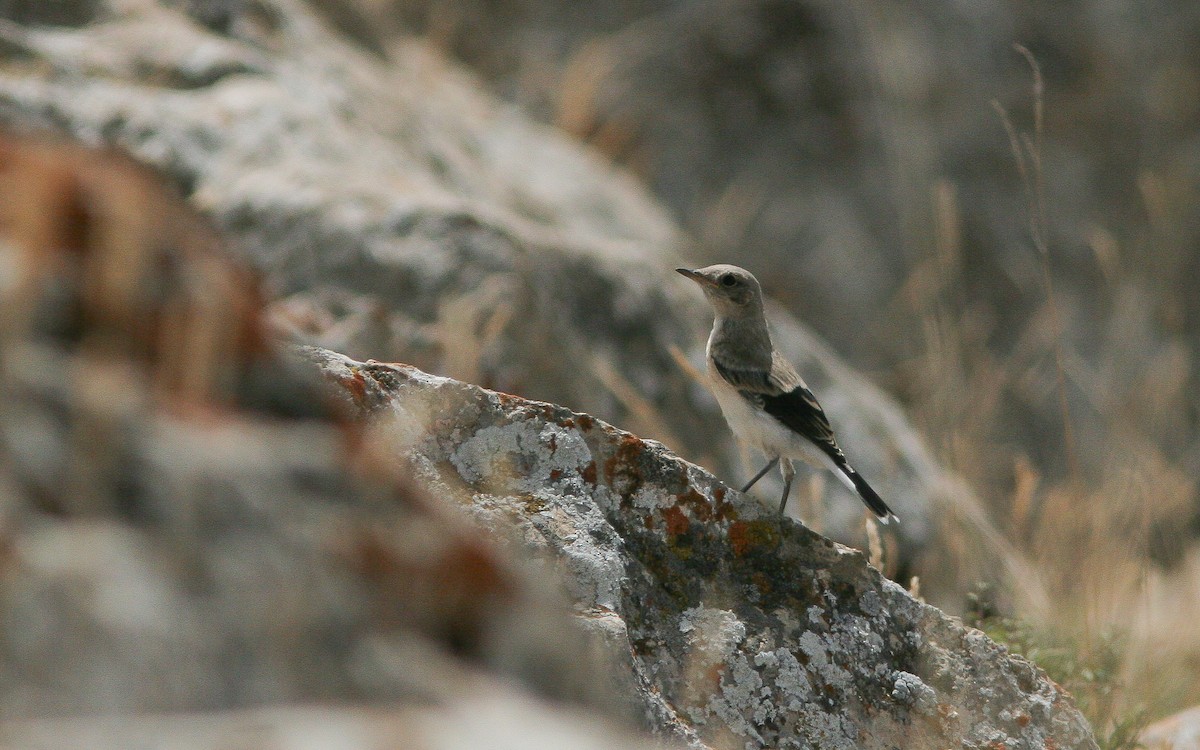 Finsch's Wheatear - ML314398711