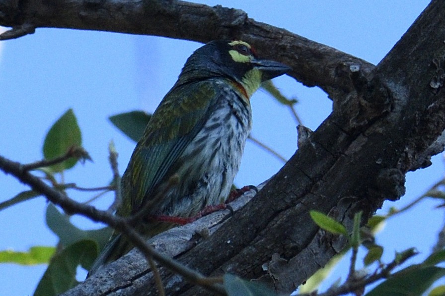 Coppersmith Barbet - ML314399761