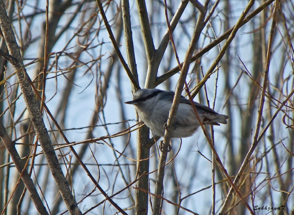 Eurasian Nuthatch - ML314399891