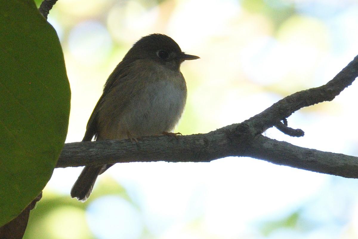 Brown-breasted Flycatcher - Mallika Rajasekaran