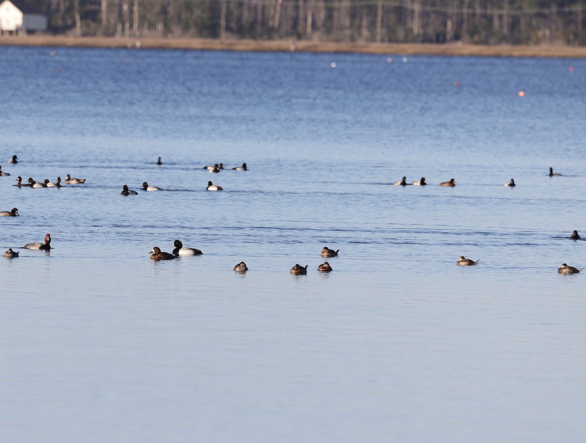 Ruddy Duck - ML314399981