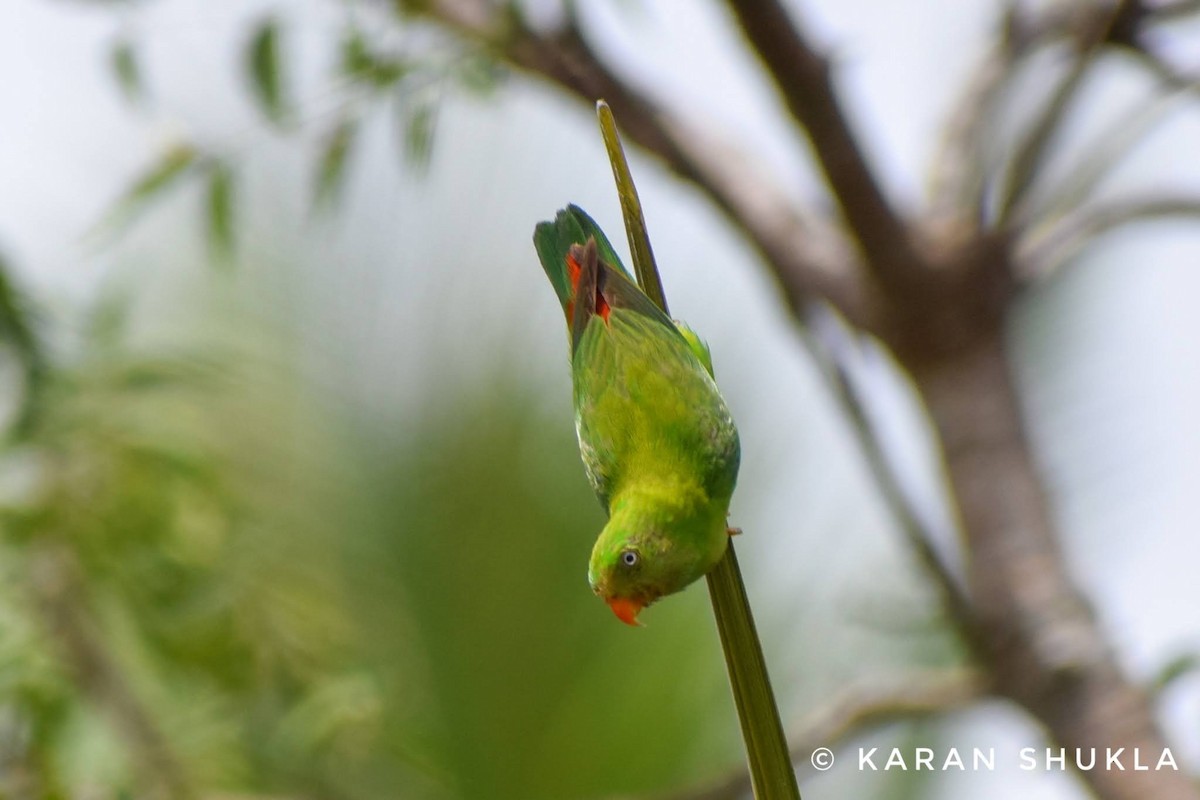 Vernal Hanging-Parrot - ML314401091