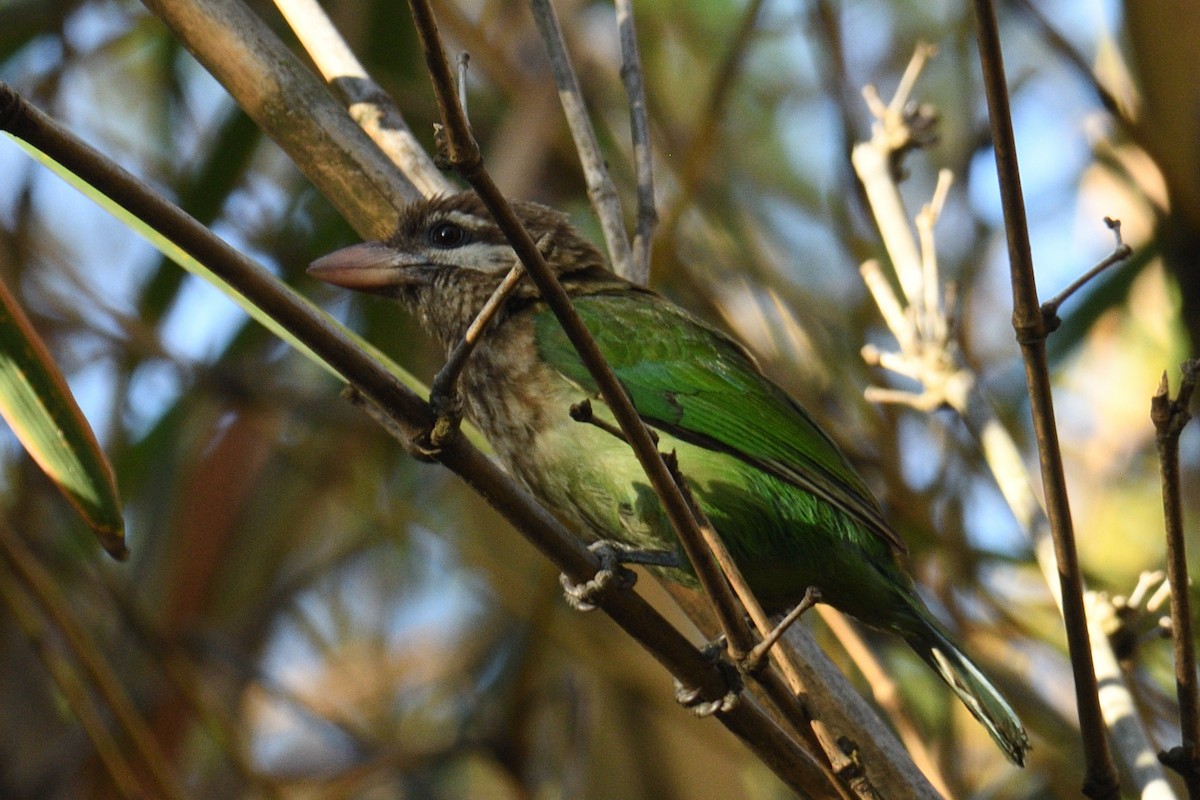 White-cheeked Barbet - Mallika Rajasekaran