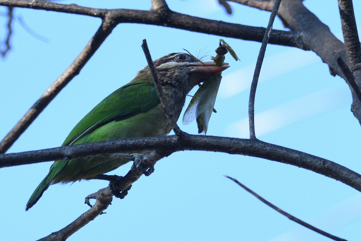 White-cheeked Barbet - Mallika Rajasekaran