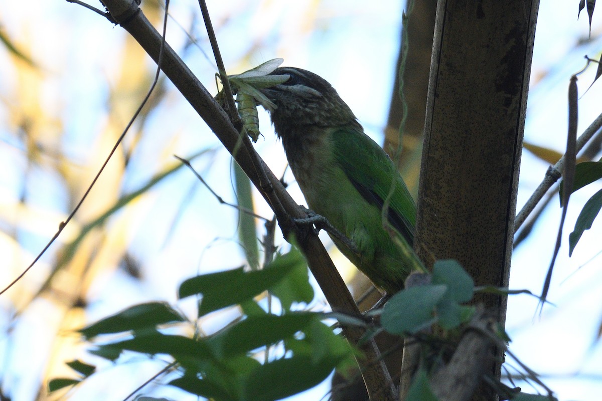 White-cheeked Barbet - ML314401261