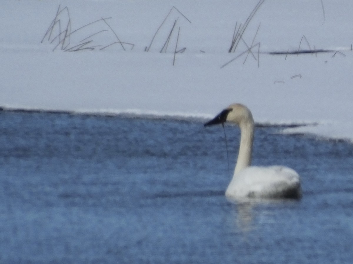 Trumpeter Swan - ML314401401