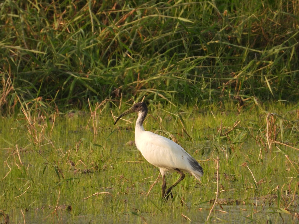 Ibis à tête noire - ML314402891