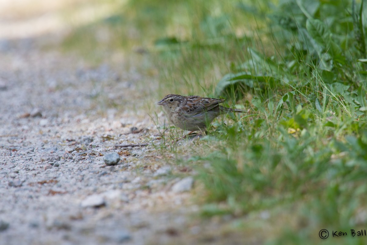 Grasshopper Sparrow - ML31440371