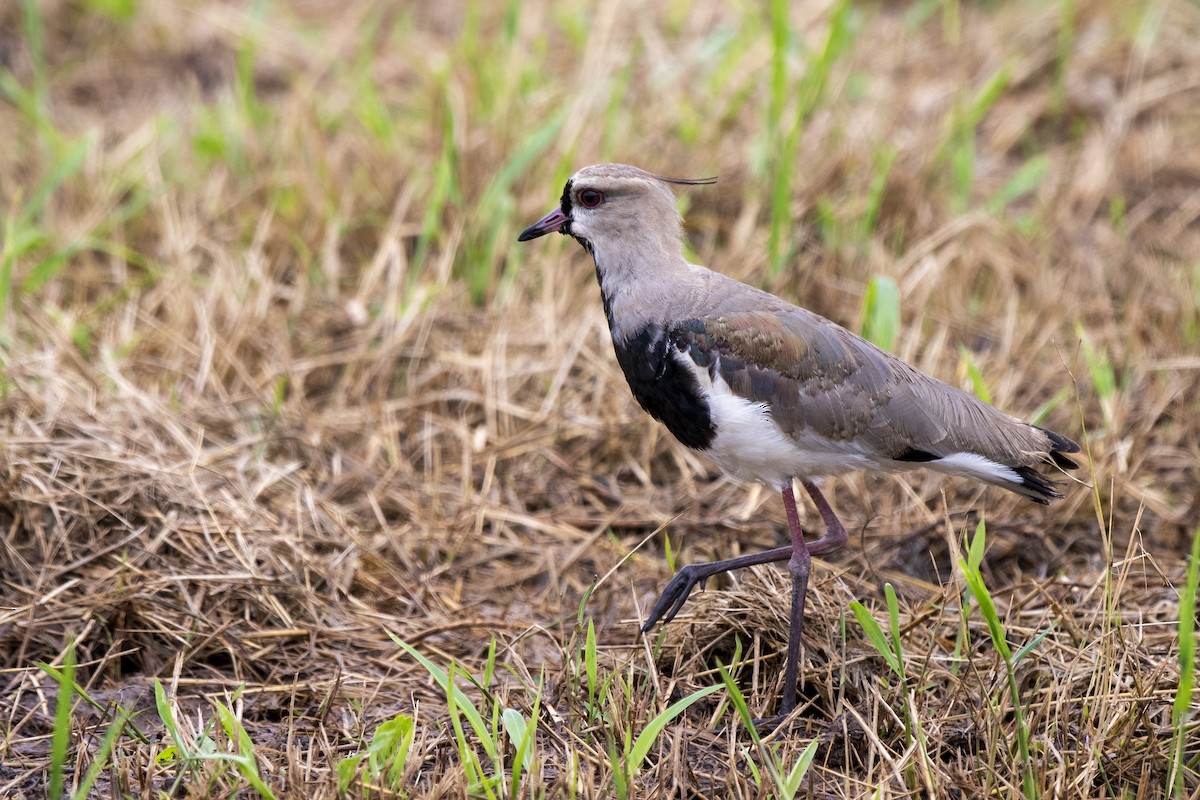 Southern Lapwing - ML314404191