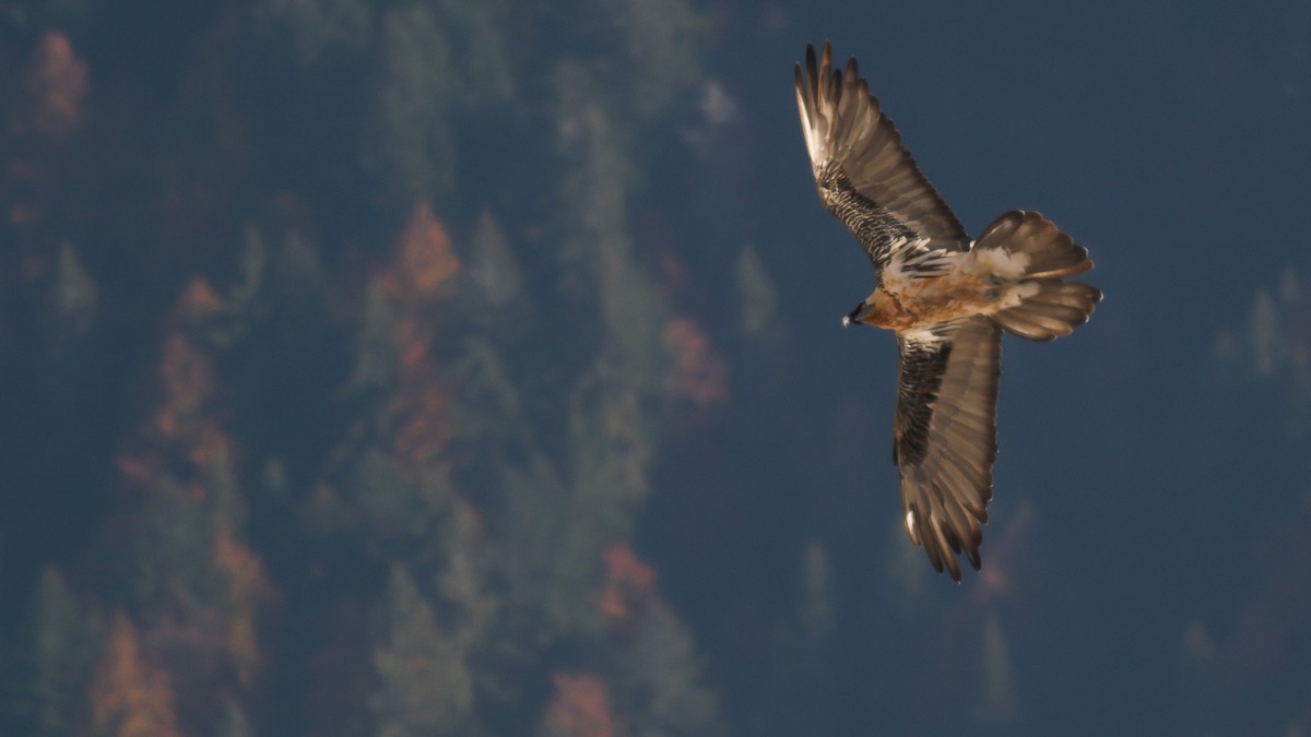 Bearded Vulture (Eurasian) - Frédéric Bacuez