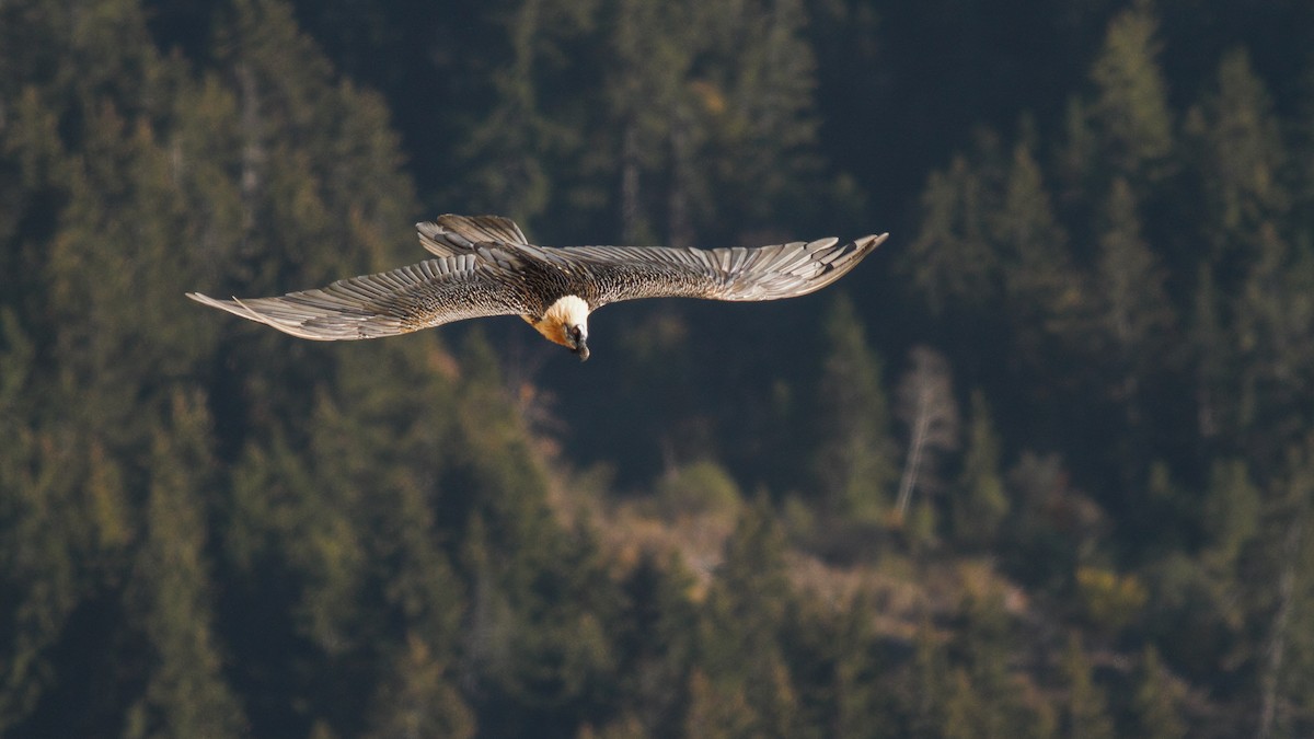 Bearded Vulture (Eurasian) - Frédéric Bacuez