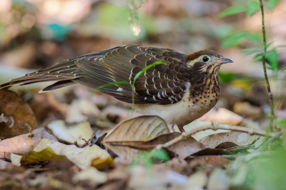 Pheasant Cuckoo - ML314407371