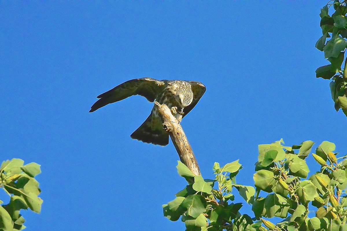 Mississippi Kite - Seth Honig