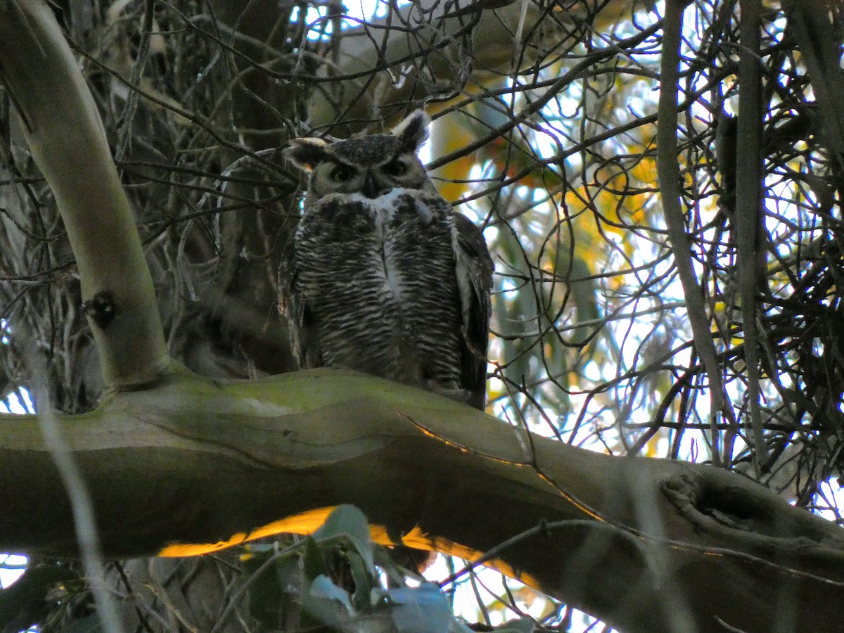 Great Horned Owl - Spixes Macaw