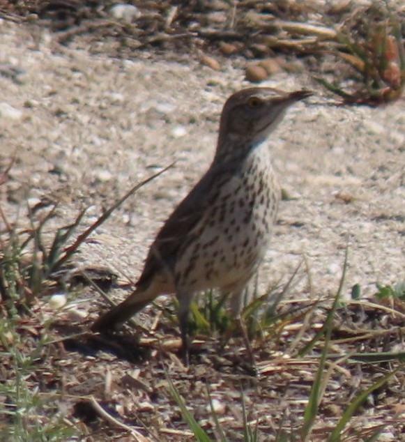 Sage Thrasher - ML314411021