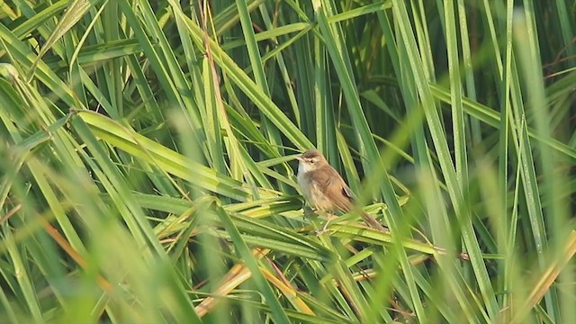 Manchurian Reed Warbler - ML314412461