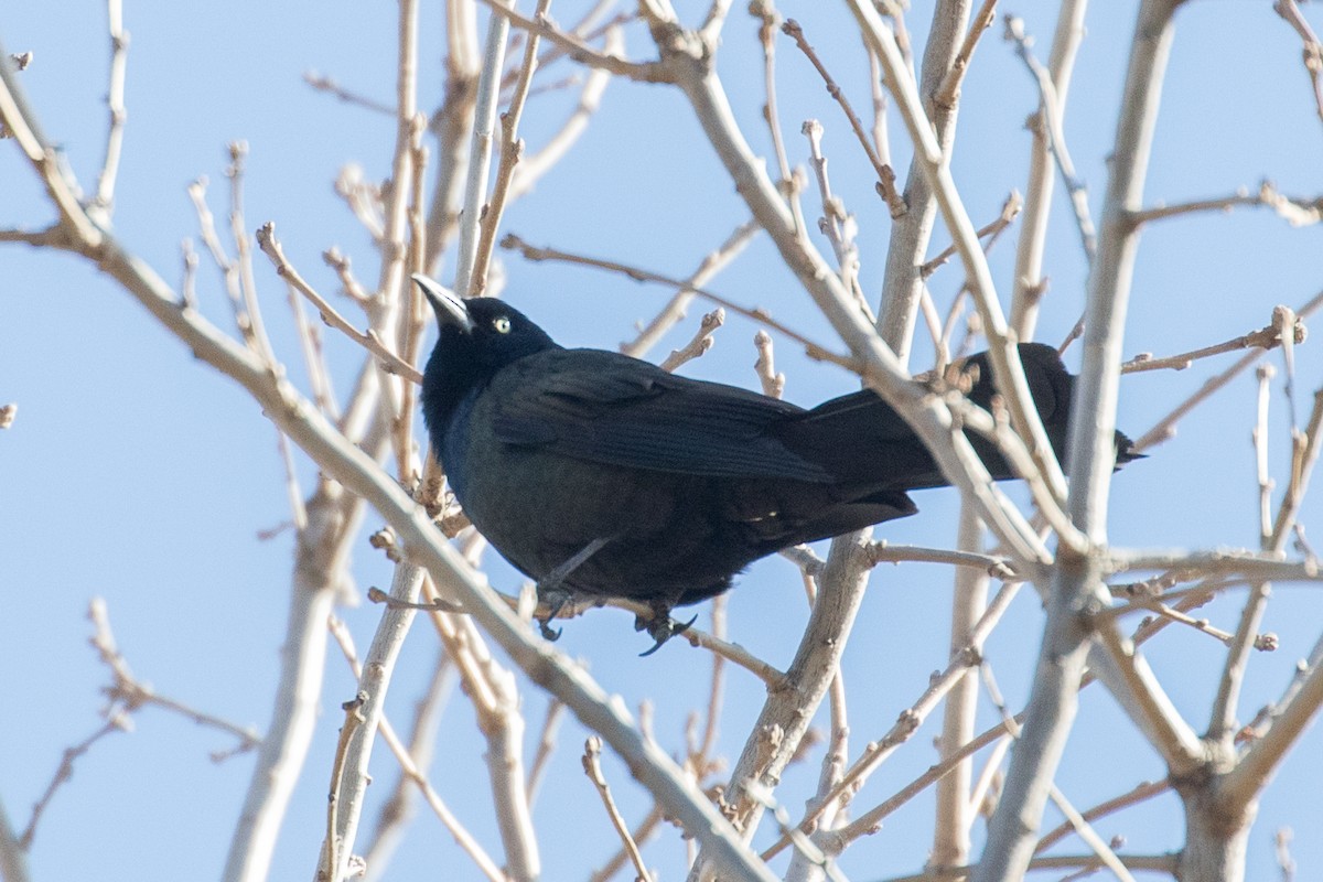 Common Grackle - ML314413091