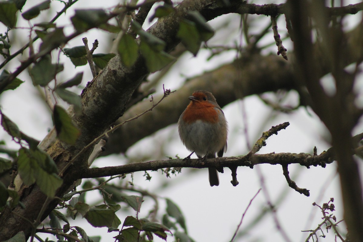 European Robin - ML314416291