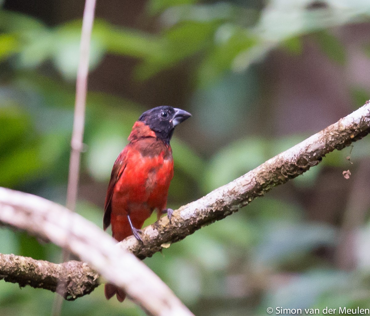 Red-and-black Grosbeak - Simon van der Meulen