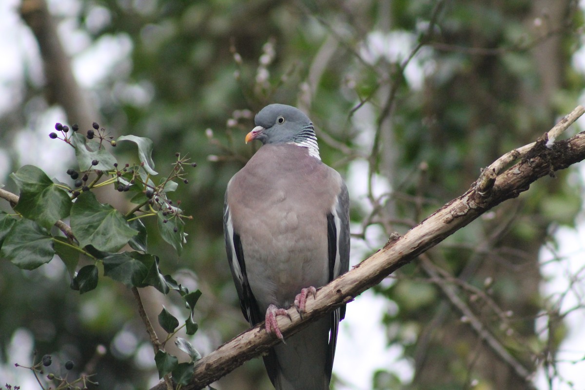 Common Wood-Pigeon (White-necked) - ML314416441