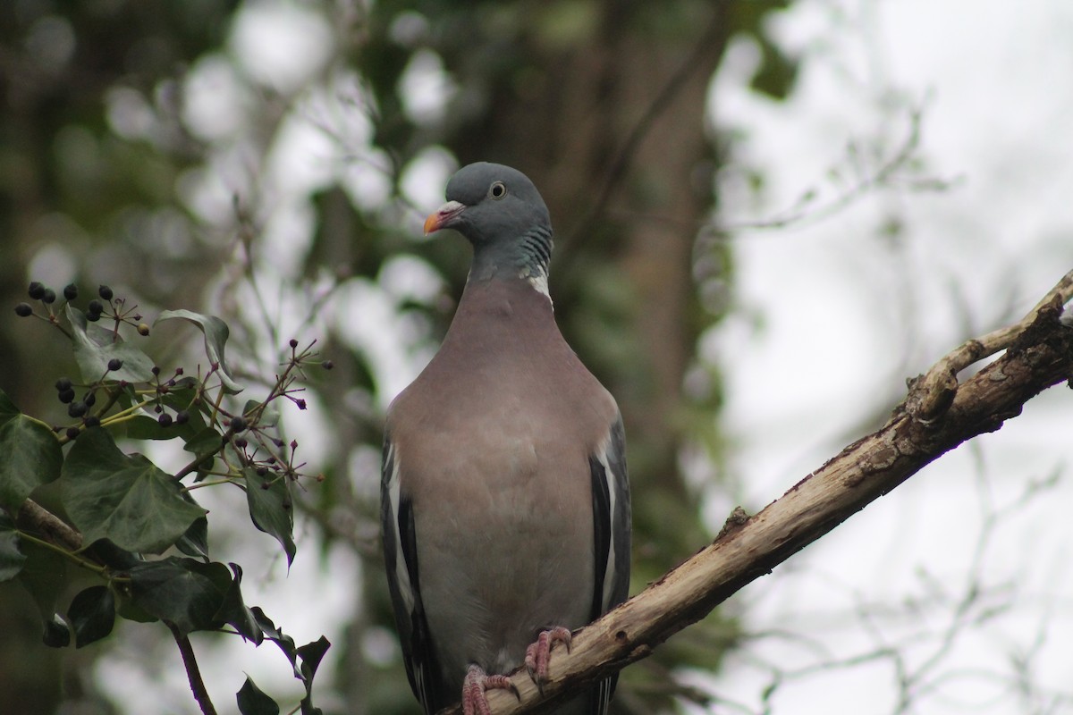 Common Wood-Pigeon (White-necked) - ML314416781