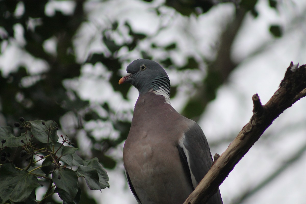 Common Wood-Pigeon (White-necked) - ML314416791