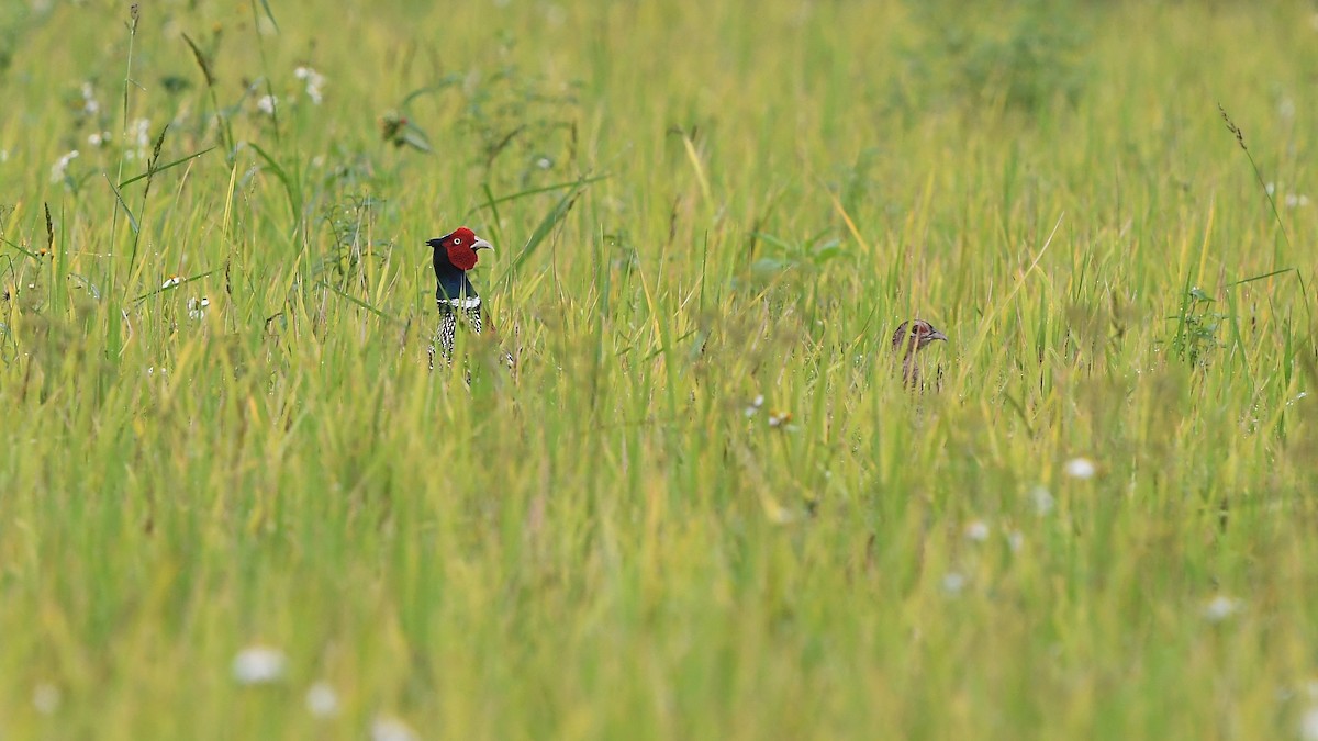 Ring-necked Pheasant - ML314416971