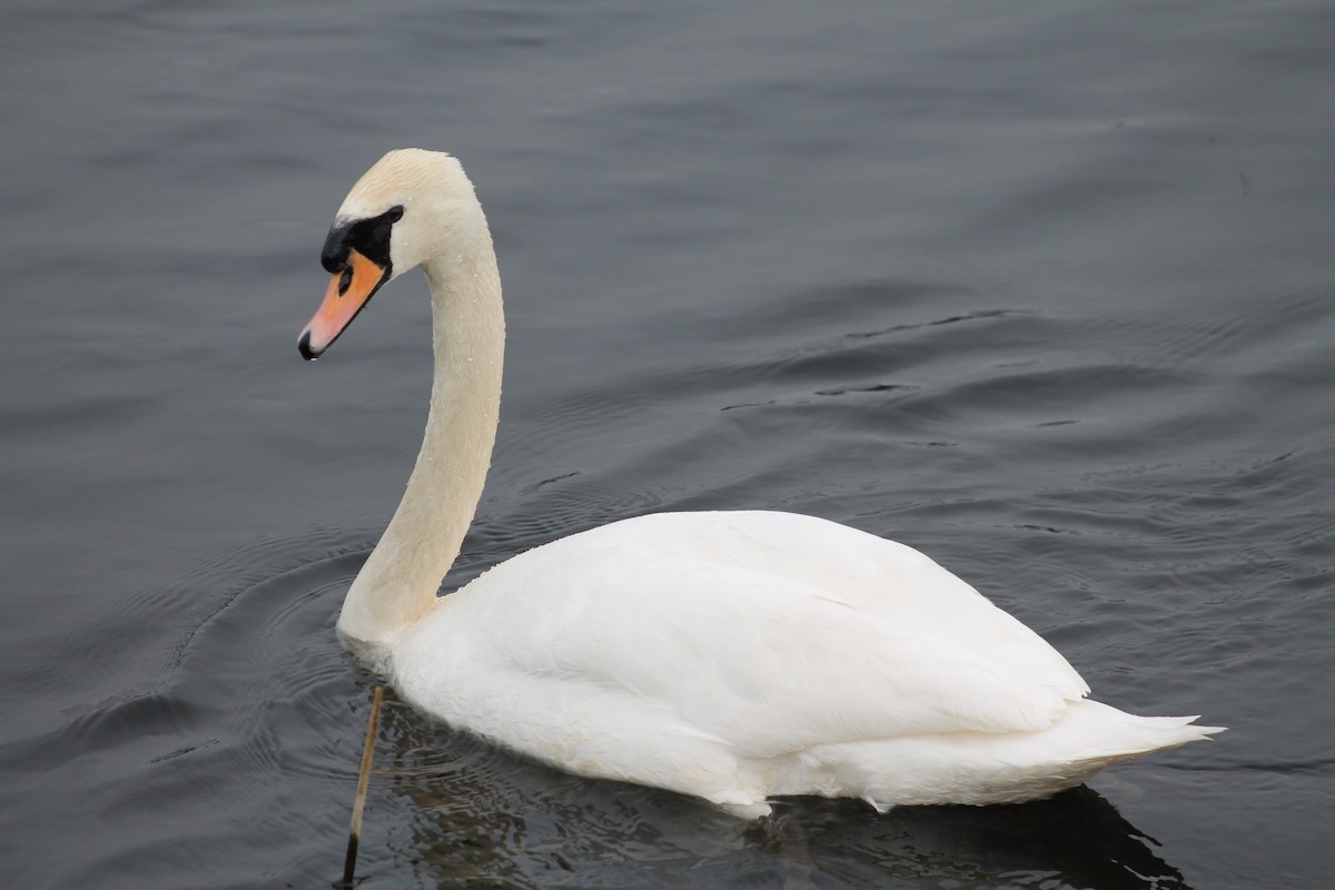 Mute Swan - ML314417311