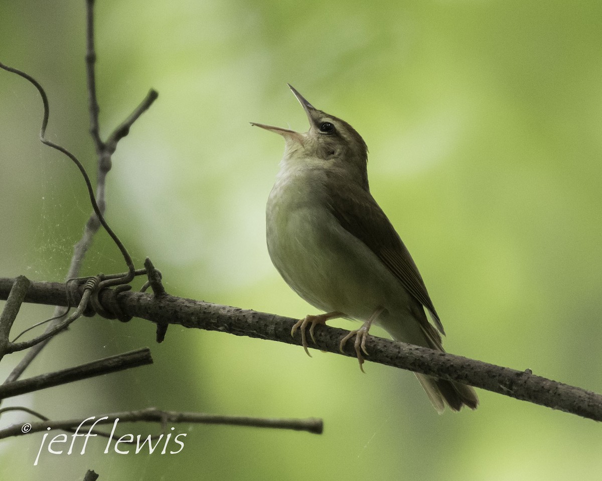 Swainson's Warbler - Jeff Lewis