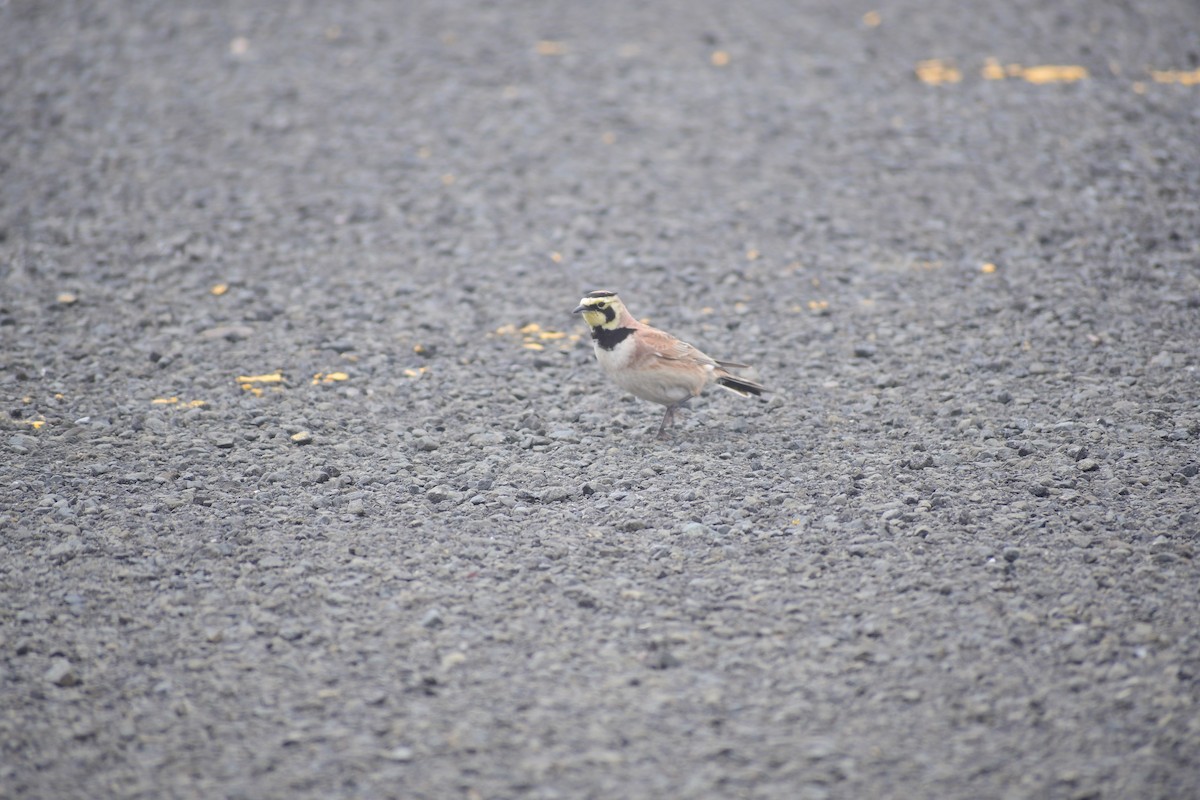 Horned Lark - Derek Stanley