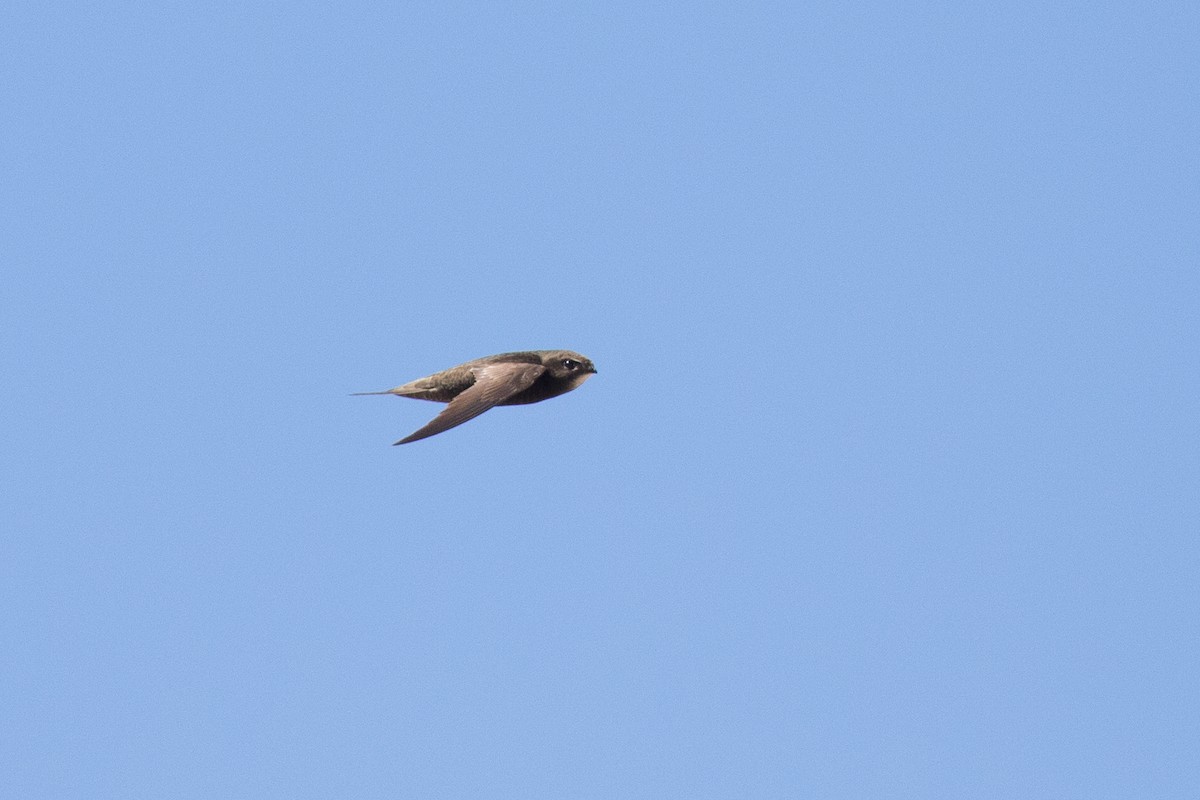 Pallid Swift - ML31441901