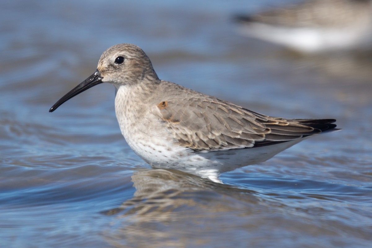 Dunlin - ML314419601