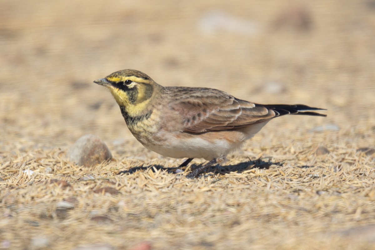 Horned Lark - ML314419831