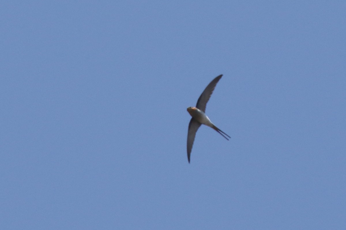 Crested Treeswift - ML314421181